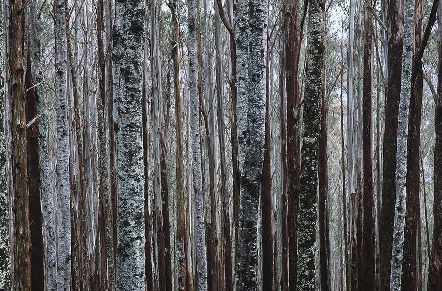 Trunks of Eucalypt Mountain Ash trees Photograph by Moodboard
