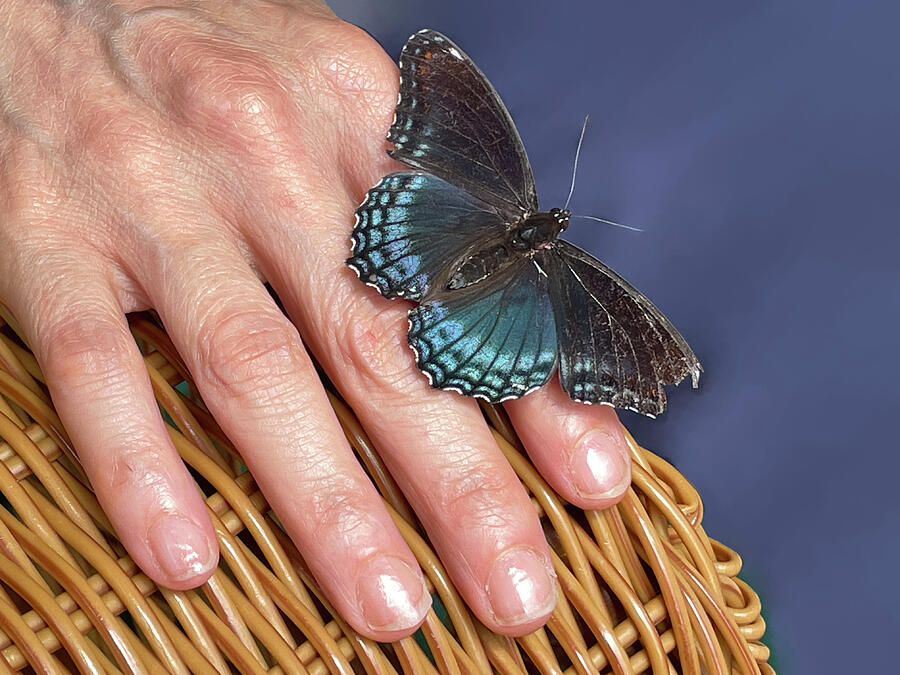 Butterfly Photograph - Trust by Lyudmyla Melnyk