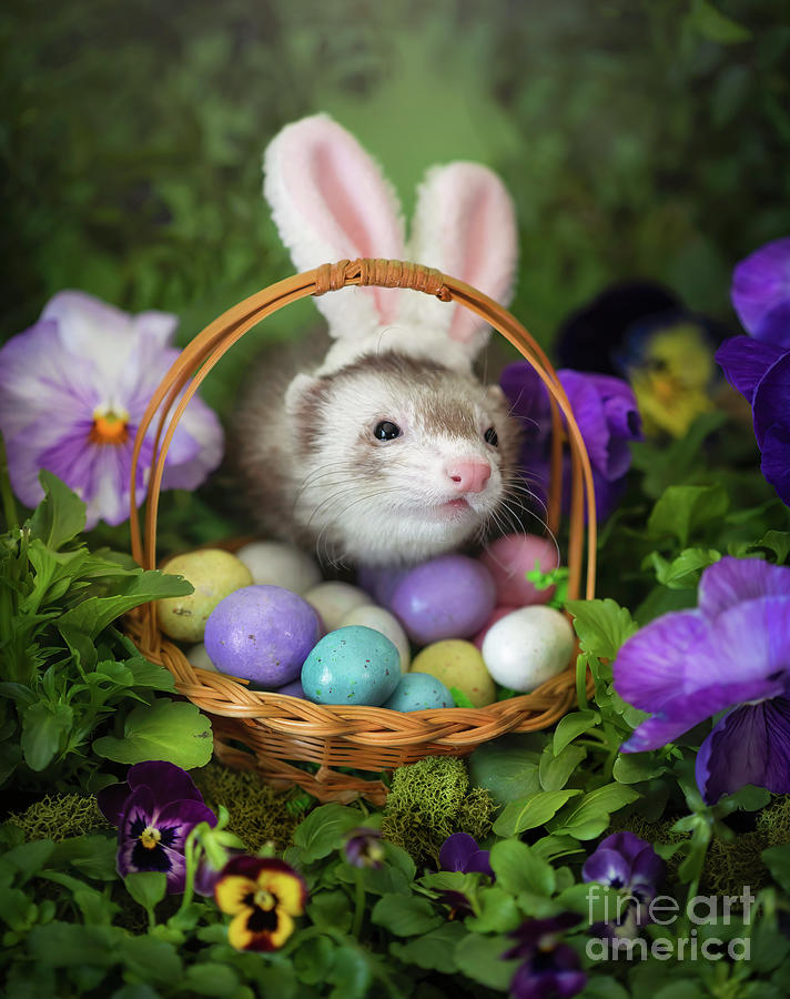 Trust me, Im your bunny Photograph by Darya Zelentsova