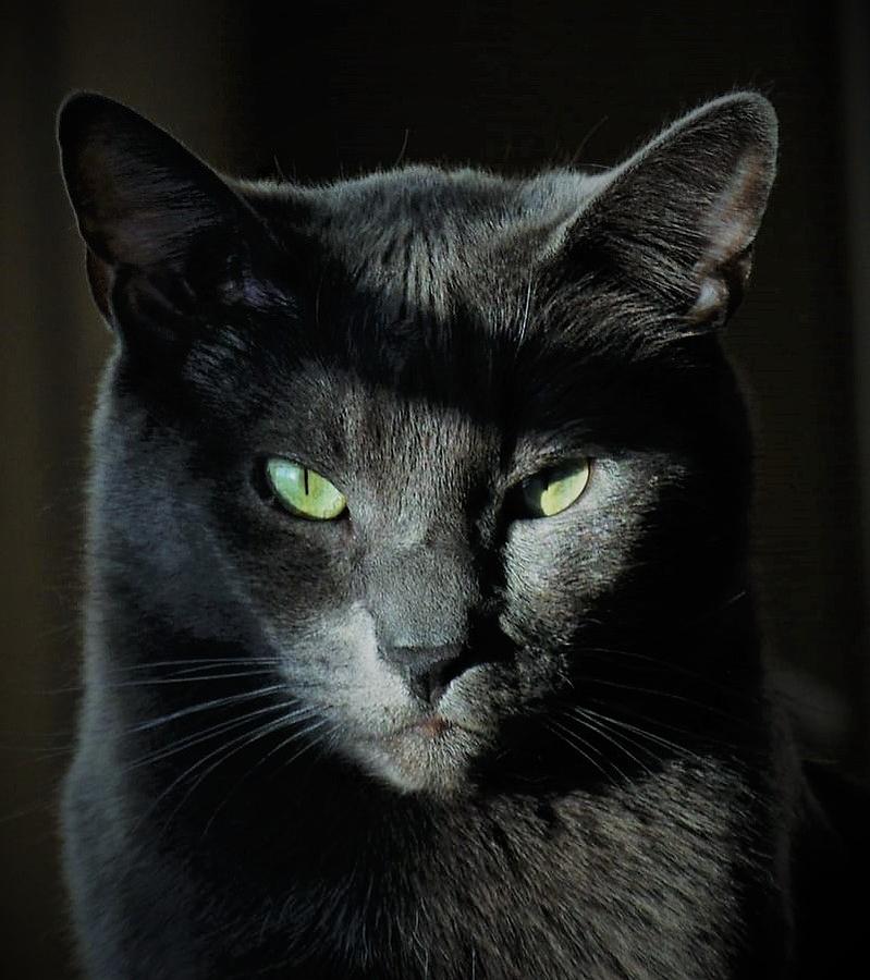 - Try Me - Russian Blue Photograph by THERESA Nye