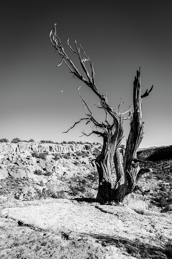 Tsankawi. Dead tree and the moon Photograph by Alexey Stiop