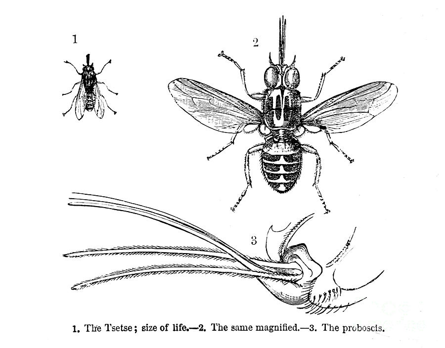 tsetse-fly-glossina-palpalis-illustration-e1-drawing-by-historic