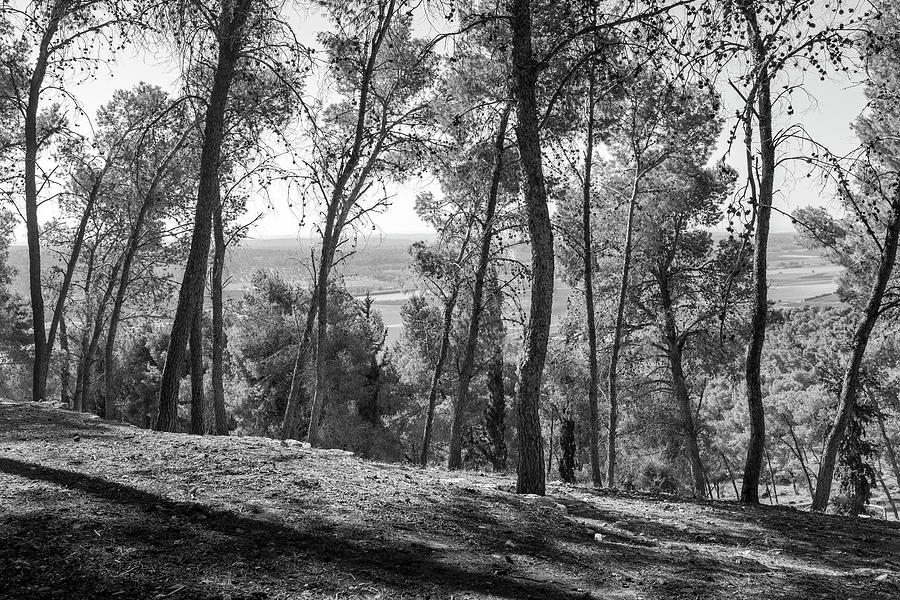 Tsora forest 1 Photograph by Dubi Roman