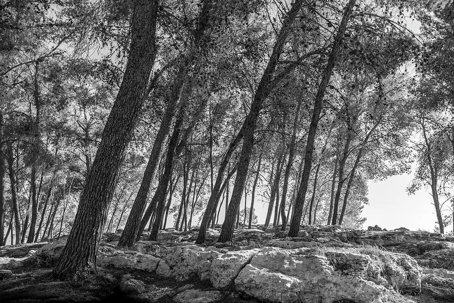 Tsora forest 2 Photograph by Dubi Roman
