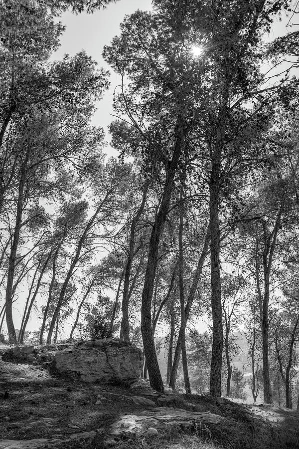 Tsora forest 3 Photograph by Dubi Roman