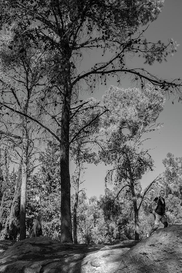 Tsora forest 4 Photograph by Dubi Roman