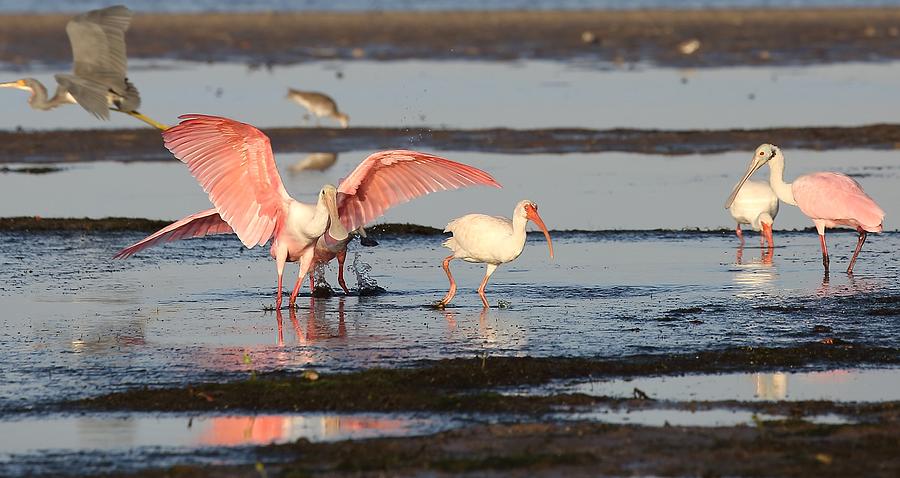 Roseate Spoonbill 10 Photograph by Mingming Jiang