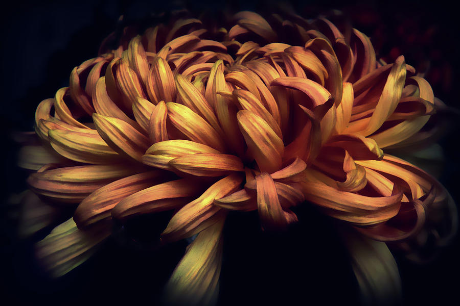 Copper Chrysanthemum  Photograph by Jessica Jenney