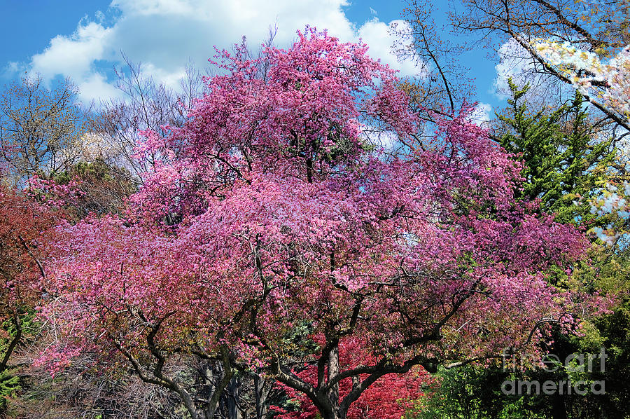  Spring Cherry  Tree Blossoms  Photograph by Elaine Manley