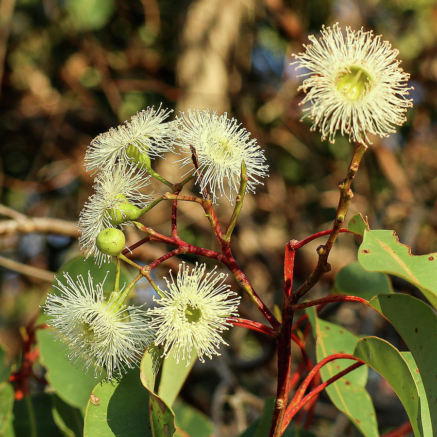 Flower Photograph - Tuart Tree   Eucalyptus gomphocephala by Deane Palmer