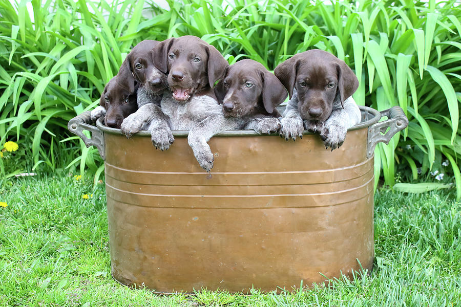 Tub of Pups Photograph by Brook Burling