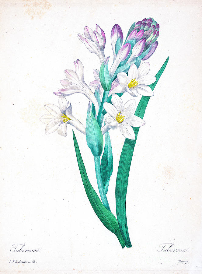 Tuberose Illustration 1827 R1 Drawing by Botany