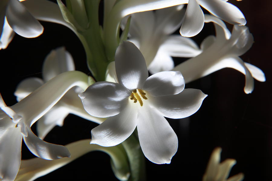 Tuberose - White flower Photograph by Ameya M - Fine Art America