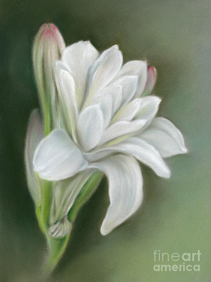 Tuberose White Flower and Buds Painting by MM Anderson
