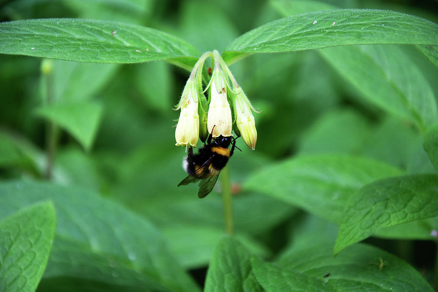 Nature Photograph - Tuberous Comfrey by Alternative Perspectives Nature Photograph - Tuberous Comfrey by Alternative Perspectives