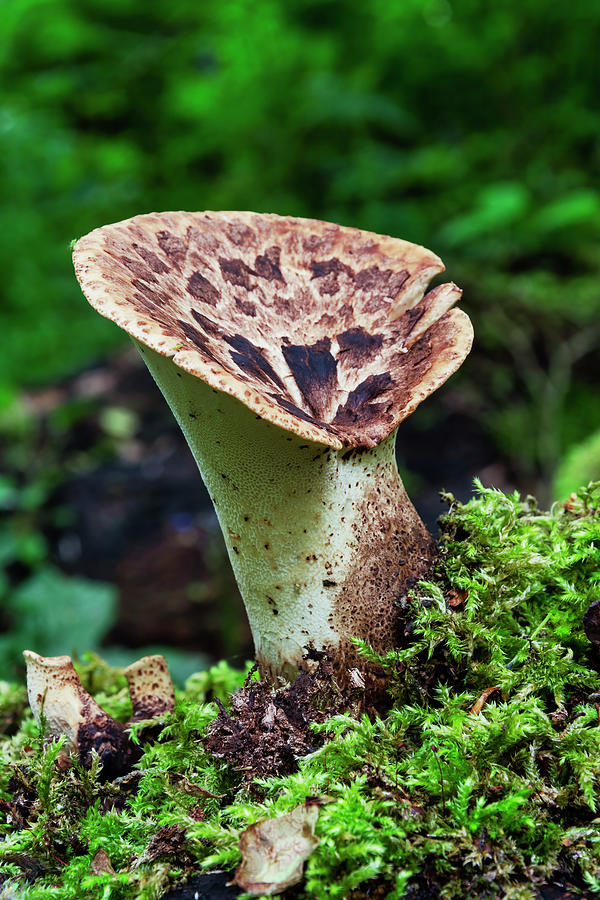 Tuberous Polypore Photograph by Steev Stamford