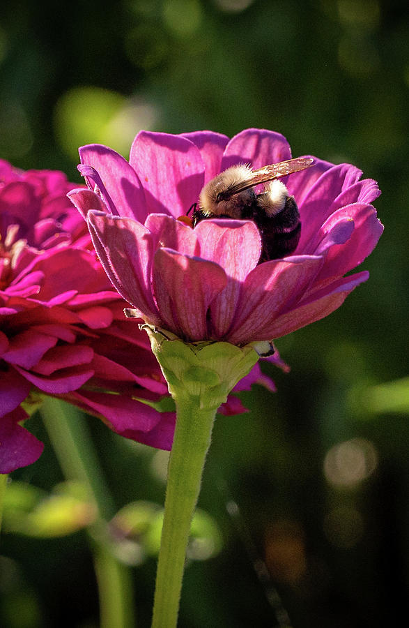 Tucked In Bee Photograph by Kristopher Schoenleber