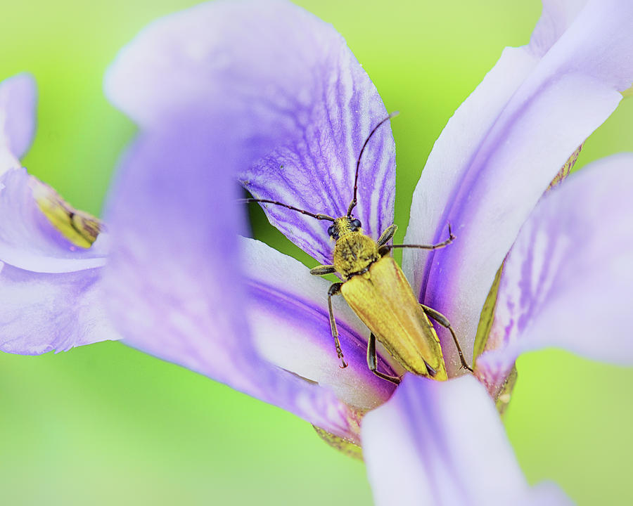 Tucked Inside An Iris Photograph by Sue Capuano