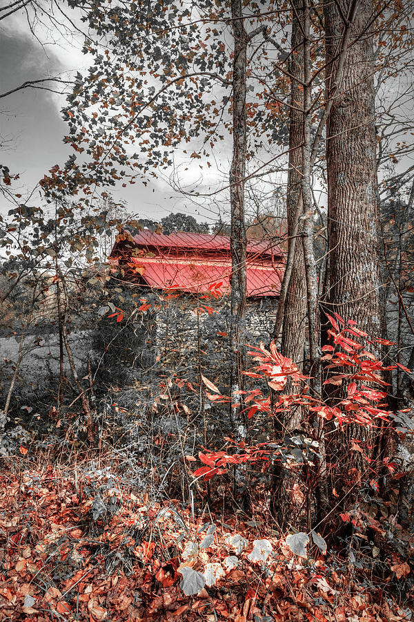 Tucked into Autumn in Black White and Red Photograph by Debra and Dave Vanderlaan
