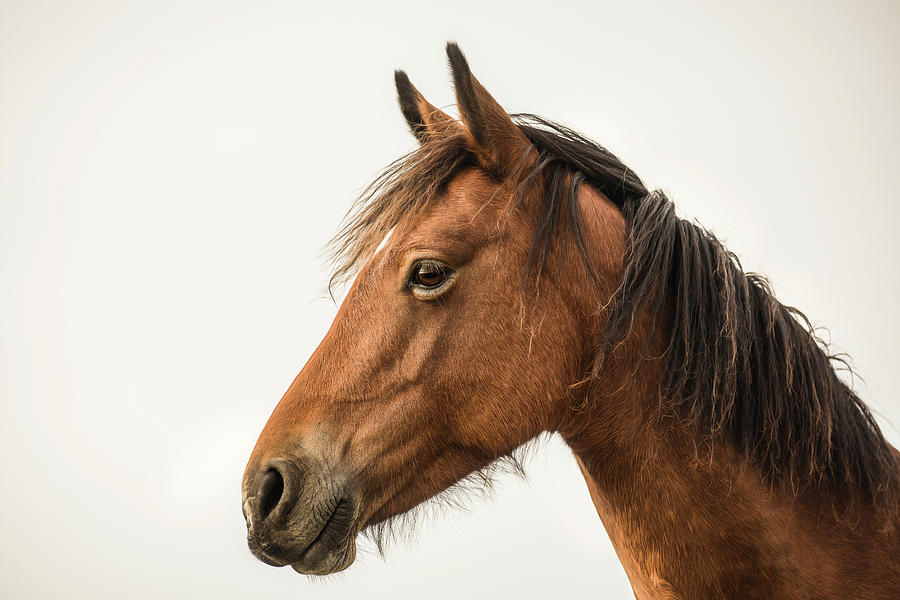 Tucker - Horse Art Photograph by Lisa Saint