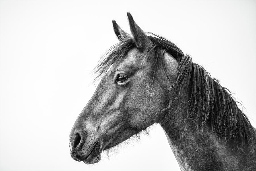 Tucker II - Horse Art Photograph by Lisa Saint