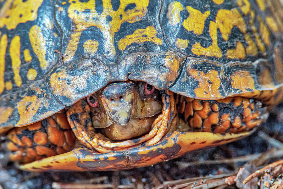 Tucking Turtle Photograph by Donald Lanham - Fine Art America