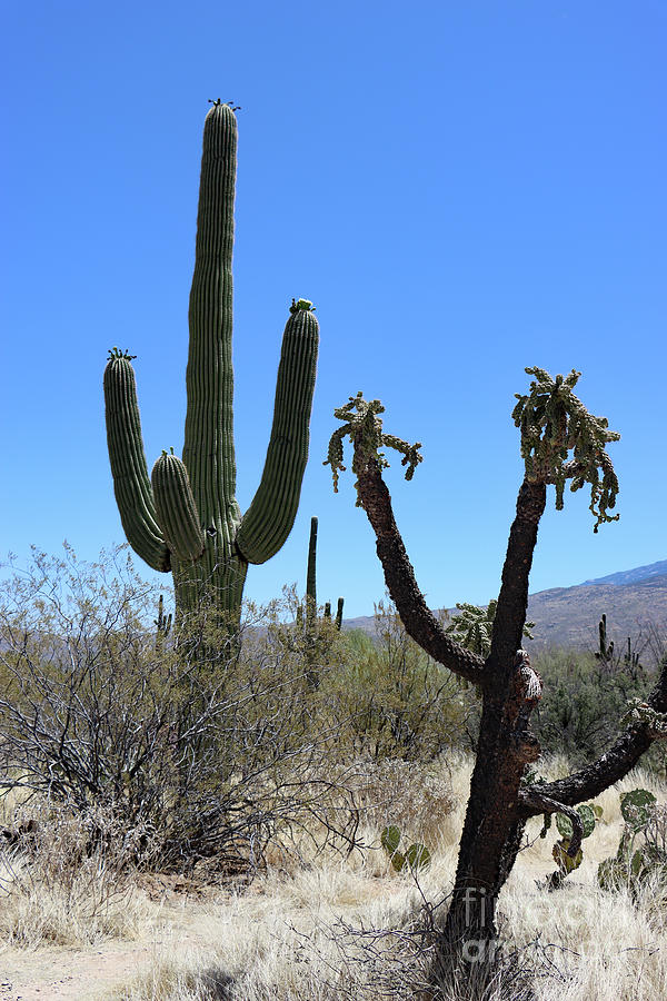 Tucson Desert Cacti Photograph by Christiane Schulze Art And Photography