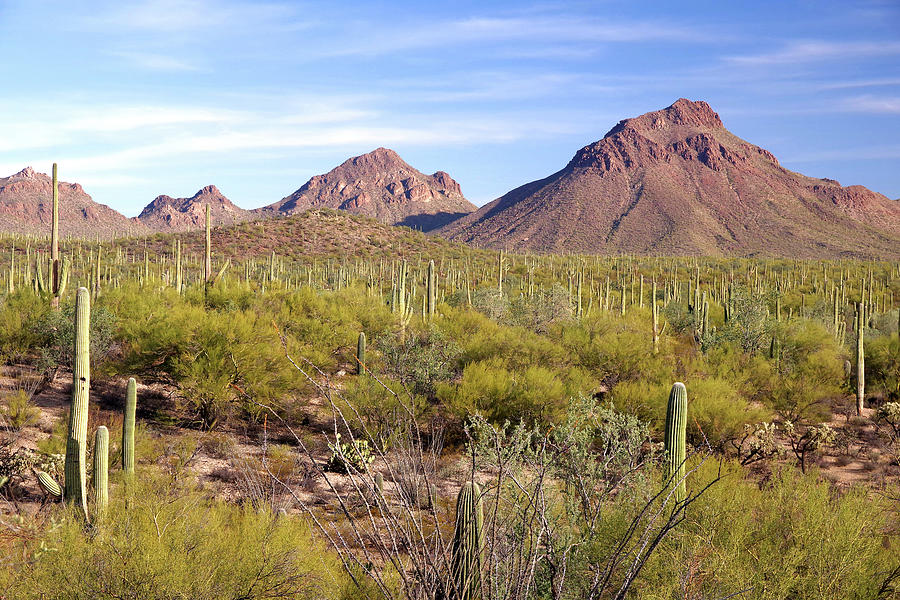 Tucson Mountain Park Photograph by Douglas Taylor - Pixels