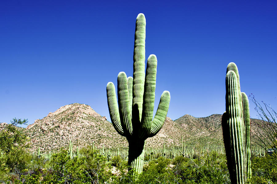 Tucson Mountain Sonoran Desert Landscape in West Saguaro National Park in Tucson, Arizona Photograph by Ruth Hager
