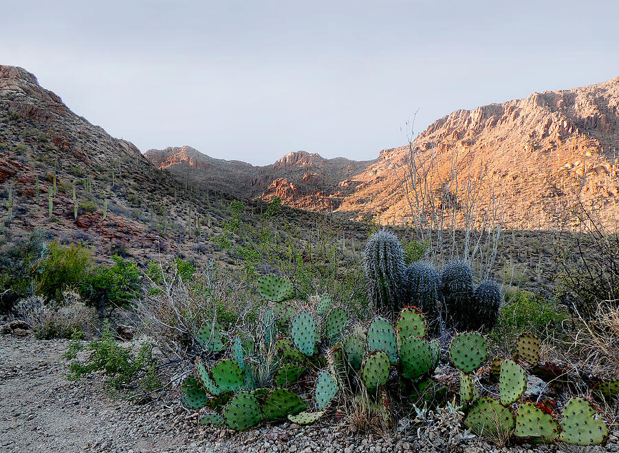 Tucson Photograph - Tucson Mountains by Gordon Beck