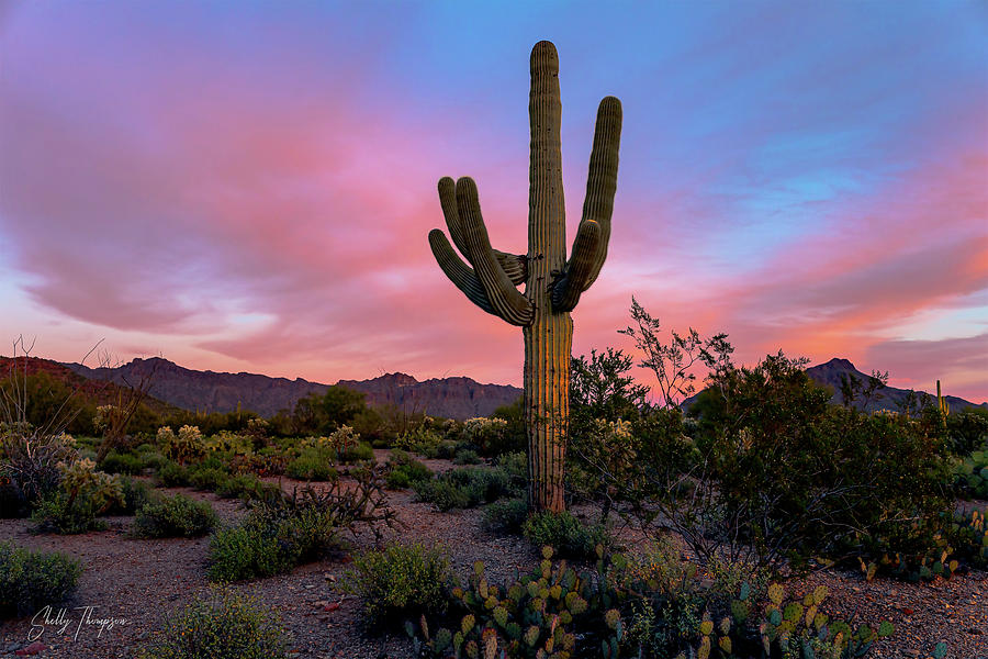 Tucson Mtn Sunset Saguaro Photograph by Shelly Thompson - Pixels