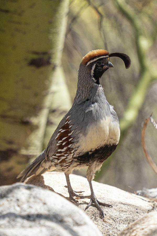 Tucson Quail Photograph by Exploretography Gallery - Pixels