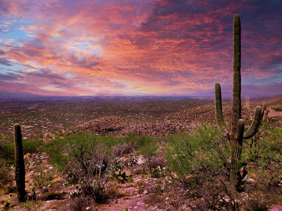 Tucson Sunset Cactus Photograph by John Marr