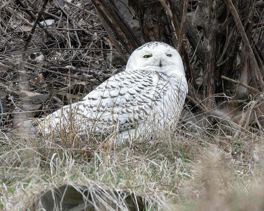 Tuesdays Owl Photograph by Wade Aiken