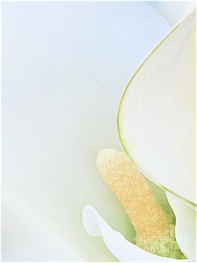 Tuesdays With Saint Anthony -the Calla Lily Photograph by Tiesa Wesen