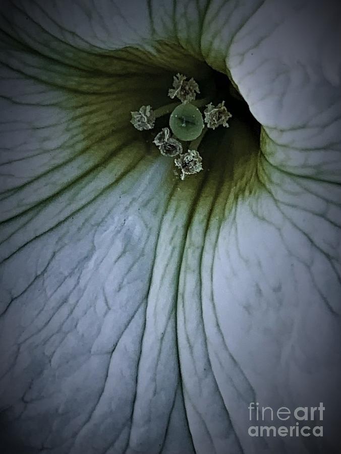 Flower Photograph - Tuesdays With Saint Anthony - The Petunia, Taken On His Feast Day, June 13, 2021 by Tiesa Wesen