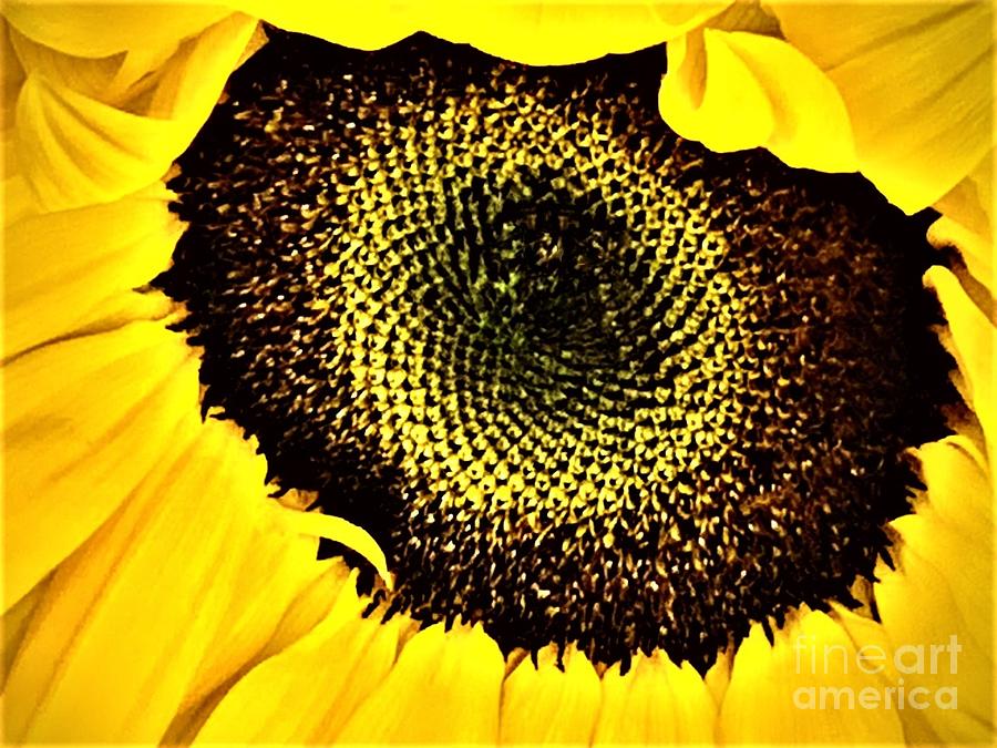 Tuesdays With Saint Anthony - The Sunflower Photograph by Tiesa Wesen