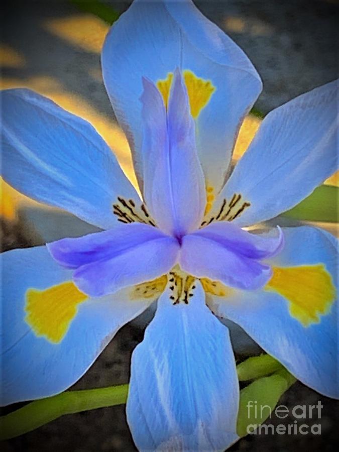 Dietes Grandiflora. The Fortnight Lily Known As The Wild Iris Photograph by Tiesa Wesen