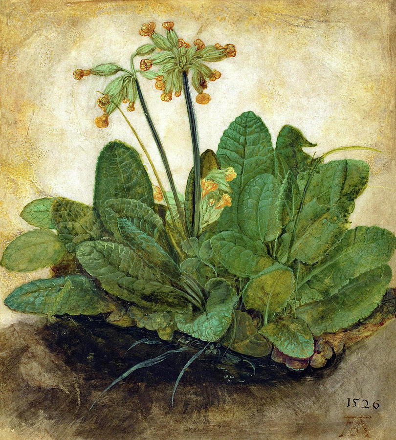Albrecht Durer Painting - Tuft of Cowslips or Primula by Albrecht Durer