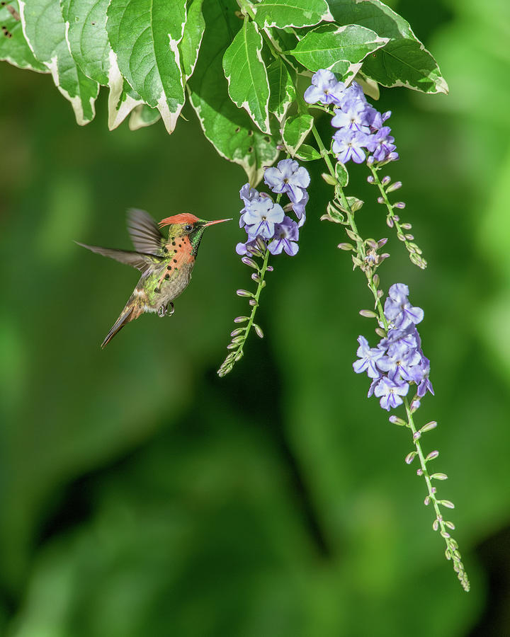 Tufted coquette feeding at duranta flowers Photograph by Rachel Lee Young