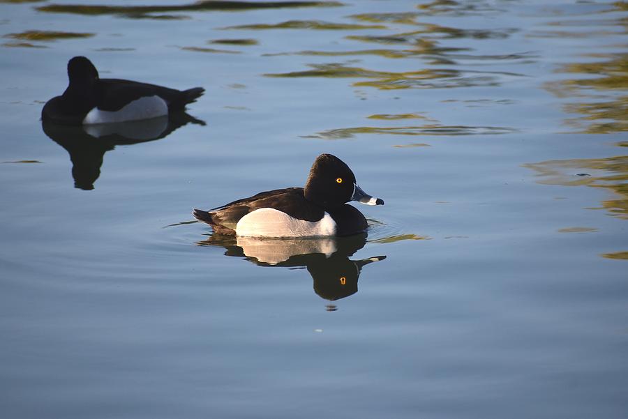 Tufted Duck 1 Photograph by Nina Kindred