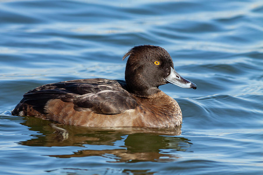 Tufted Duck Photograph by Alberto Novo - Fine Art America