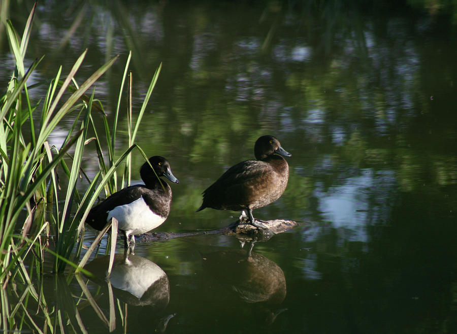 Tufted Ducks Photograph by Callen Harty