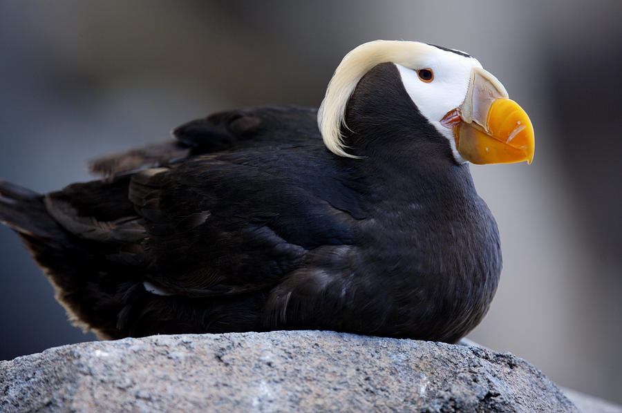 Tufted Puffin (Fratercula cirrhata) in breeding plumage Photograph by Bob Stefko