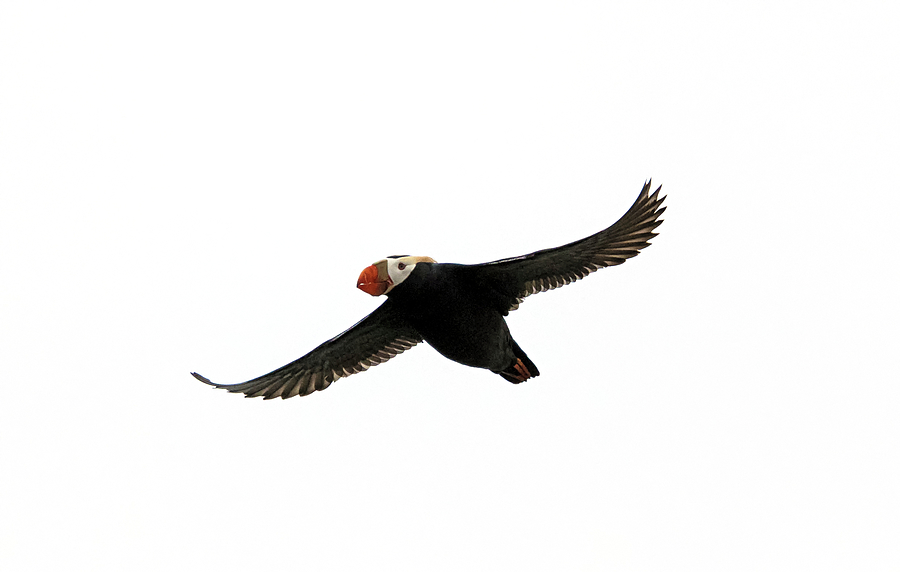 Tufted Puffin in Flight Photograph by Loree Johnson
