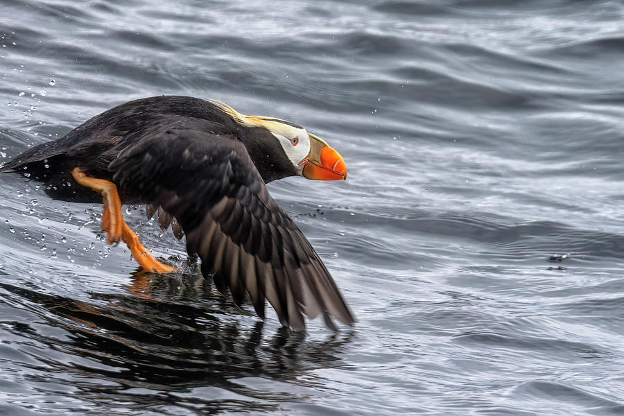 Tufted Puffin in Flight, No. 2 Photograph by Belinda Greb
