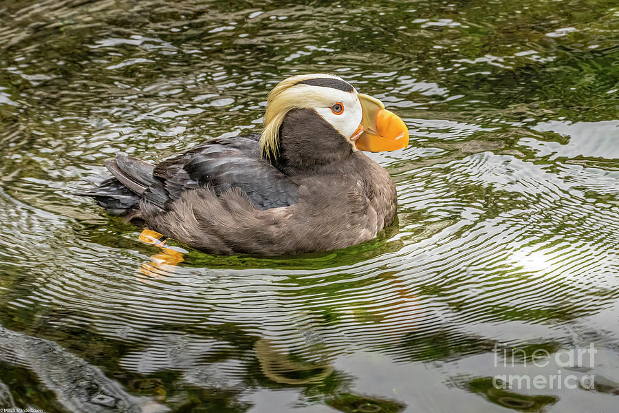 Tufted Puffin Photograph