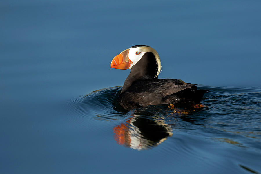 Puffin Photograph - Tufted Puffin by Shari Sommerfeld
