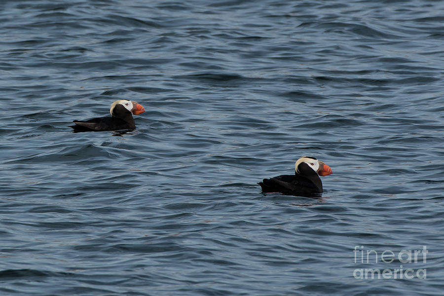 Tufted Puffins in the Salish Sea Photograph by Nancy Gleason