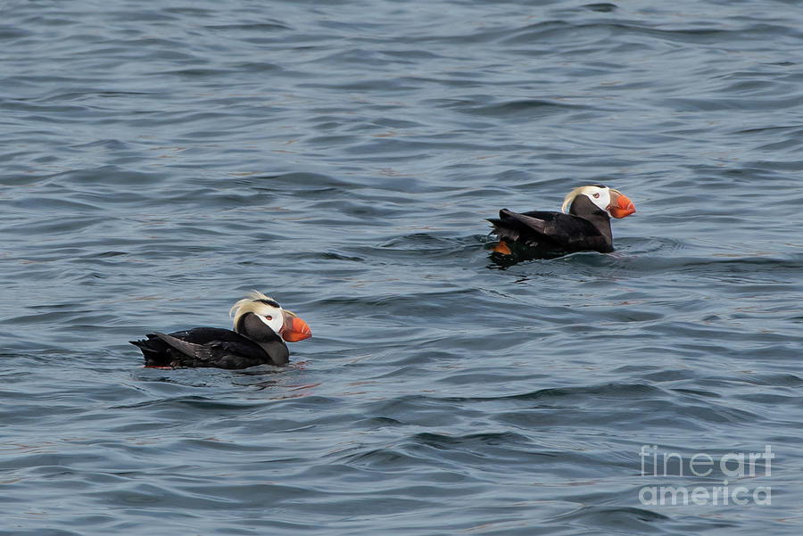 Nature Photograph - Tufted Puffins in the Strait of Juan de Fuca by Nancy Gleason